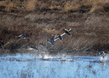 Discover Devin Russell: A Deep Dive Into the Life of an Extraordinary Individual.