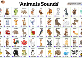 Hear the Roar of the Bear: What Does This Powerful Sound Really Mean?