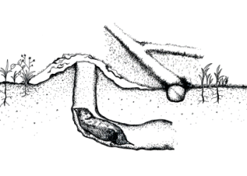 Saving the Mole: Top Tips for Protecting This Crucial Species