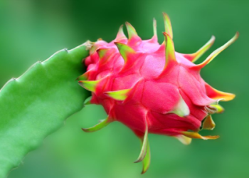 Where can you buy fire dragon fruit? Find the best spots to get this fresh tropical fruit easily.